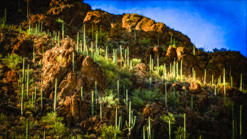 Saguaro Ridgeline