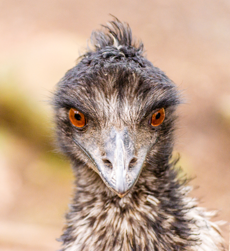 Emu