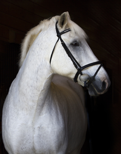 Portrait of Shadow