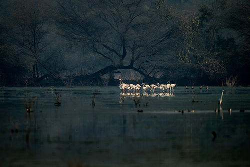 Flamingos (2)