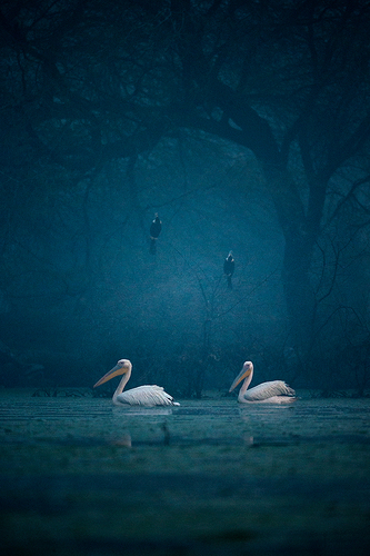 Pelicans and Darters
