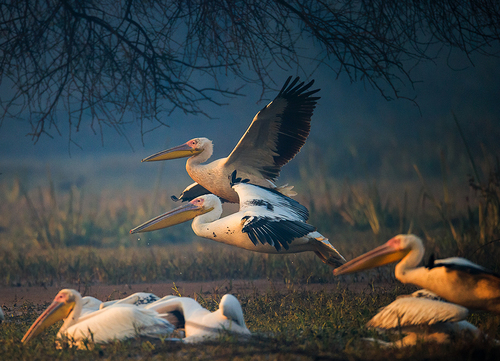 Pelicans (2)