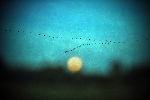 Pale Moon Rising