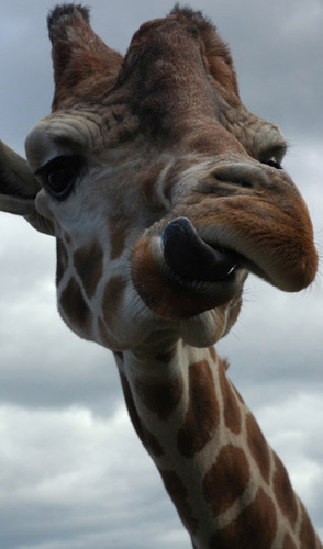 The Giraffe