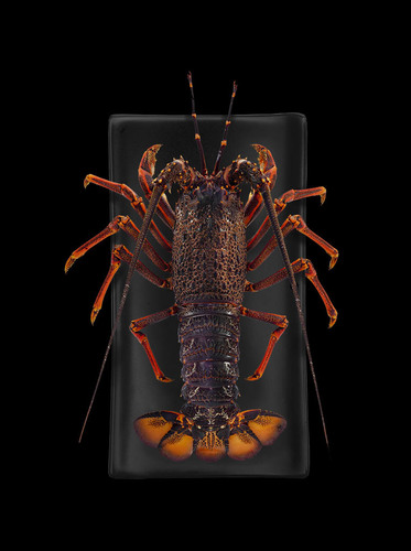 nzcrayfish