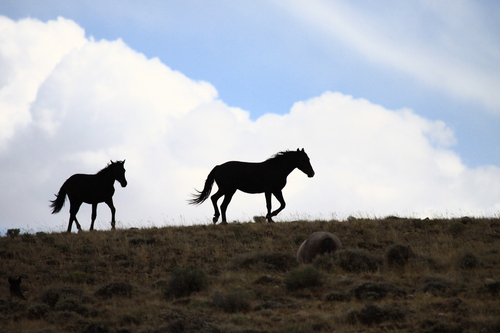 Wild Mare and Colt