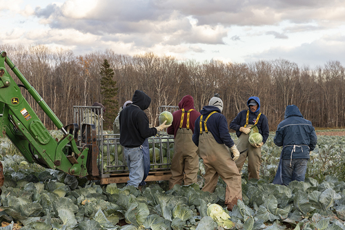 Cutting The Cabbage