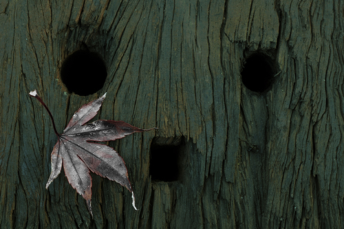 Leaf on Old Railway Sleeper