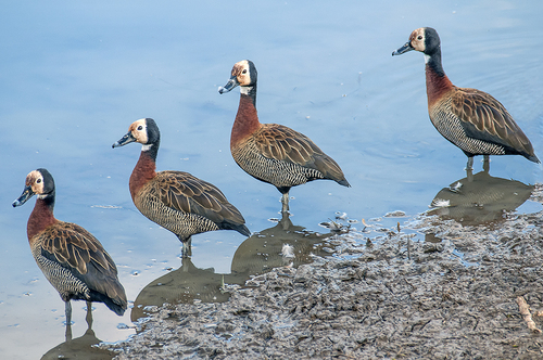White faced ducks, Pilanesberg, South Africa