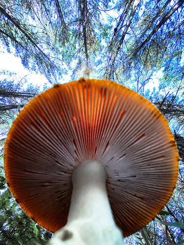 Bugs Eye View