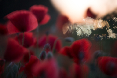 The Evening Landscape