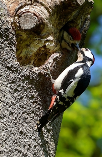 Feeding Time