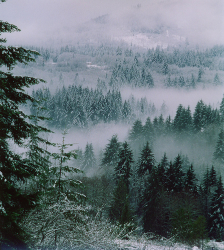 Winter Morning Mist