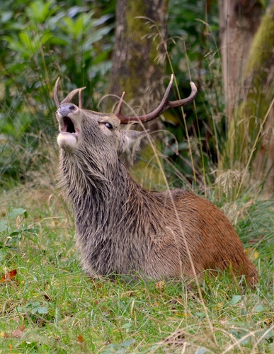 Roaring Stag