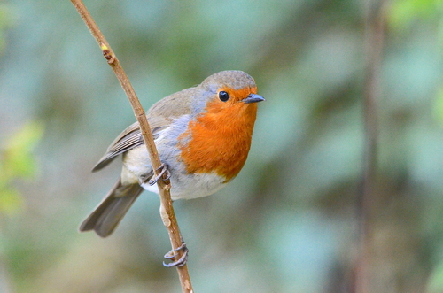 Mr Redbreast