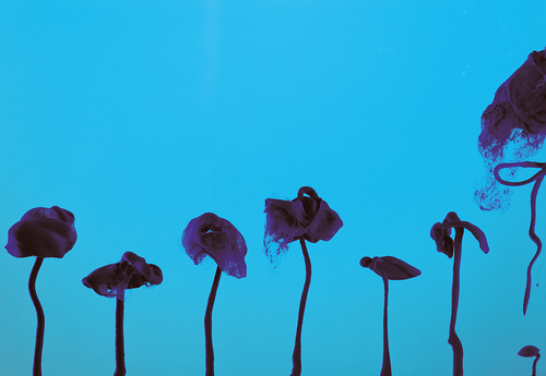 Blue
