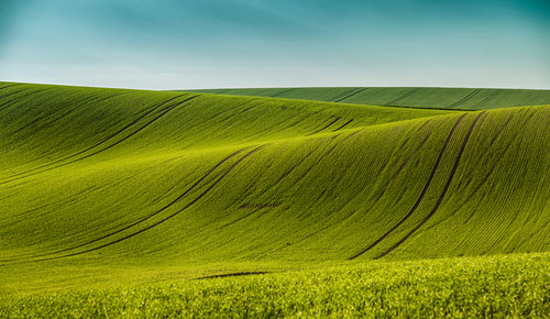 Corduroy