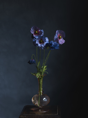 Poppy