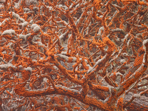 Orange Tree