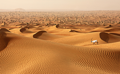 The Magnificent Arabian Oryx in the Desert