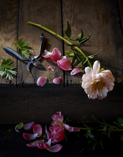Peonies