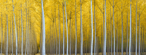 t_Cathedral Forest