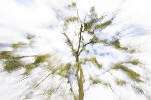The tree