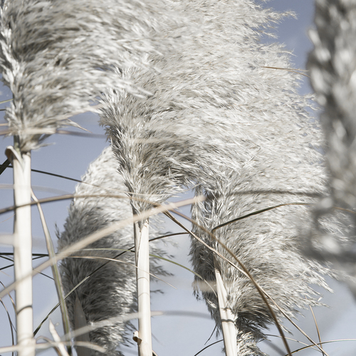Graminae in the Wind