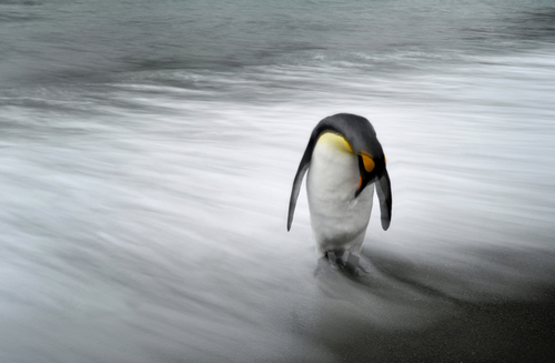 Lone Penguin
