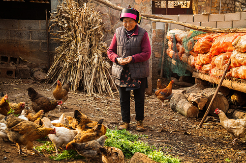Grandma and Chickens