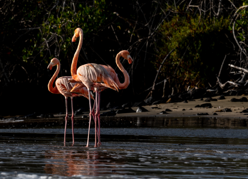 Flamingo Alley