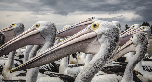 Patient Pelicans