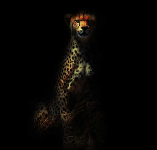 Cheetah