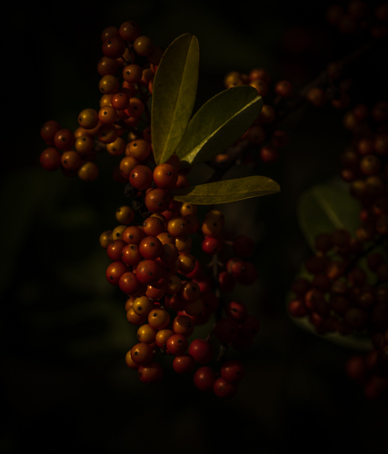 Berries