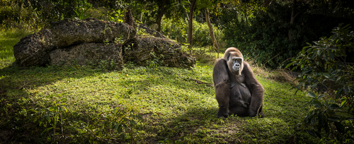 Contemplation