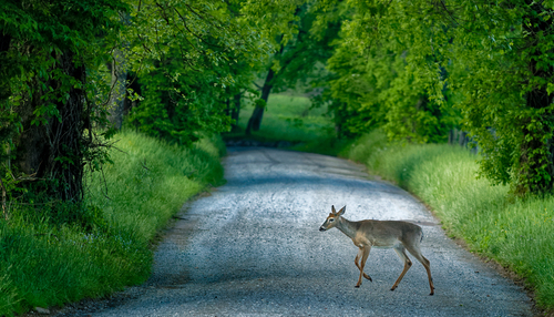 Deer (1)