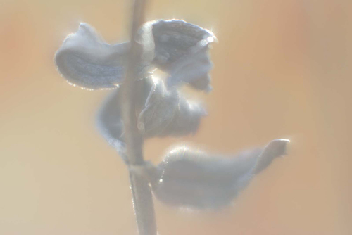 Dried Dance