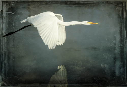 Egret in Flight