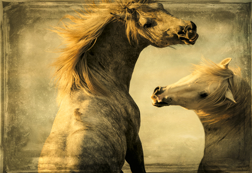 Two Stallions