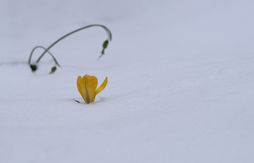 Hello spring!
