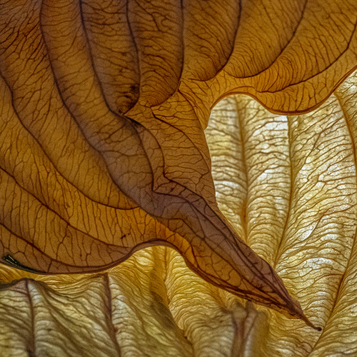Leaf