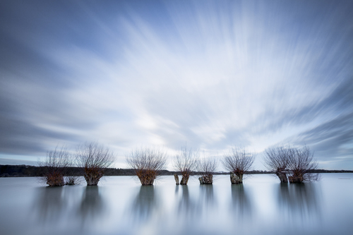 Willows rods 