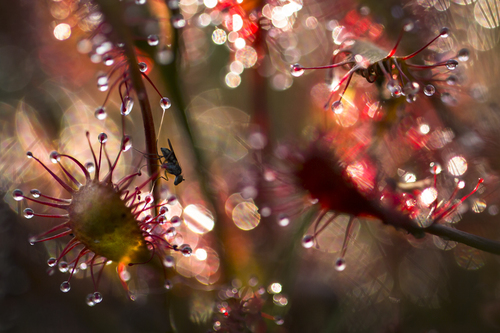 Sundew, Dangerously Beautiful
