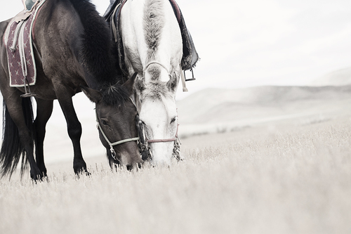 In The Wilds Of Mongolia