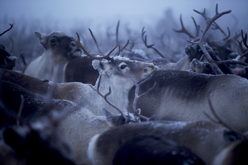 reindeer