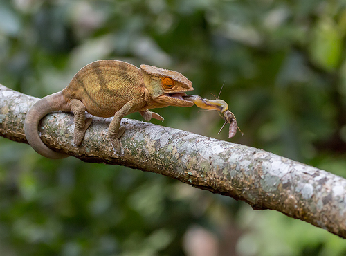 A Good Hunter