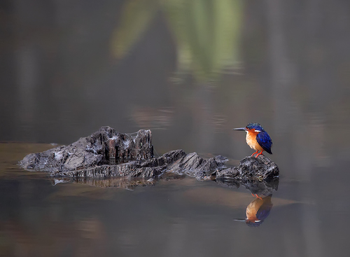 Bird of Paradise
