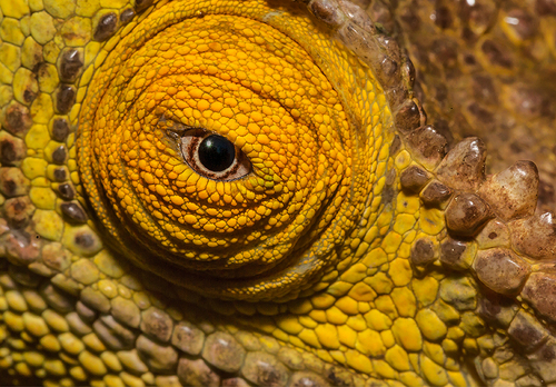 Eye of the Dragon