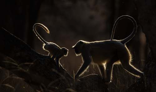 Silhouettes of Monkeys