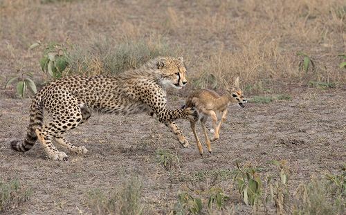 Deadly touch